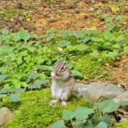 ヒメ日記 2025/12/26 10:50 投稿 みかん 奥様特急新潟店