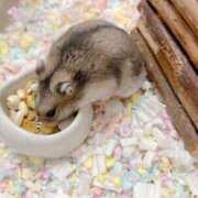 桜庭つむぎ 啓蟄の候 メイドin中野（東京ハレ系）