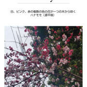 ヒメ日記 2026/03/25 14:36 投稿 えま 完熟ばなな 横浜