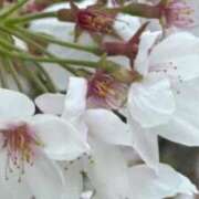 ヒメ日記 2026/04/07 14:07 投稿 ほのか 大宮おかあさん