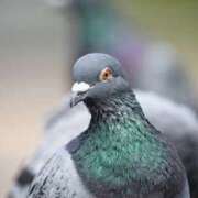 ヒメ日記 2025/08/12 12:03 投稿 かなでちゃん ちょい！ぽちゃロリ倶楽部Hip's馬橋店