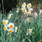 ヒメ日記 2025/12/02 15:41 投稿 かなでちゃん ちょい！ぽちゃロリ倶楽部Hip's馬橋店