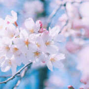 ヒメ日記 2026/03/12 10:51 投稿 かなでちゃん ちょい！ぽちゃロリ倶楽部Hip's馬橋店