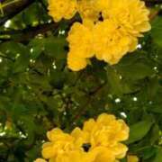 ヒメ日記 2025/05/12 09:45 投稿 りせ10/20入店 マダム可憐