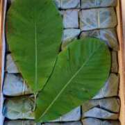 ヒメ日記 2025/06/06 00:38 投稿 りせ10/20入店 マダム可憐