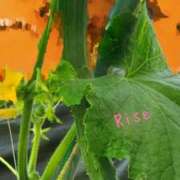 ヒメ日記 2025/07/03 09:24 投稿 りせ10/20入店 マダム可憐