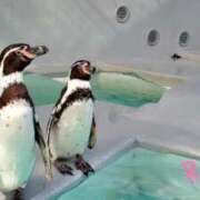 ヒメ日記 2025/07/24 17:23 投稿 りせ10/20入店 マダム可憐