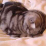 ヒメ日記 2025/10/04 19:43 投稿 ひじり cocoro