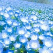 ヒメ日記 2025/04/02 11:30 投稿 なおみ 奥さま未来　立川店