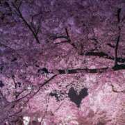 ヒメ日記 2025/04/12 10:00 投稿 なおみ 奥さま未来　立川店