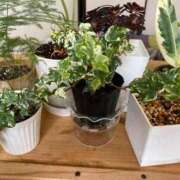 ヒメ日記 2025/07/03 21:21 投稿 (スタン)篠原ゆり/地元出身 風俗イキタイいわき店