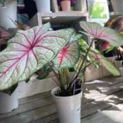 ヒメ日記 2025/07/04 22:58 投稿 (スタン)篠原ゆり/地元出身 風俗イキタイいわき店