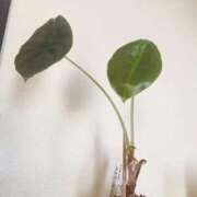 ヒメ日記 2026/03/30 14:50 投稿 (スタン)篠原ゆり/地元出身 風俗イキタイいわき店