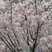 ヒメ日記 2026/04/11 18:04 投稿 宮崎 十恋人～トレンド～