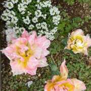 ヒメ日記 2026/04/27 09:46 投稿 宮崎 十恋人～トレンド～