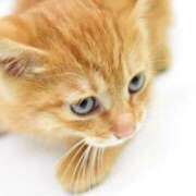 ヒメ日記 2025/03/27 17:55 投稿 如月めい 恵比寿人妻援護会 本店