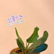 ヒメ日記 2026/05/01 18:31 投稿 日高 かほ Men's relaxation VEGA