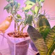 ヒメ日記 2026/06/25 19:32 投稿 日高 かほ Men's relaxation VEGA