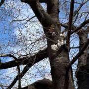 ヒメ日記 2026/03/19 19:27 投稿 ミズキ ソープランド マックス