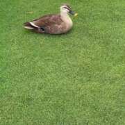 ヒメ日記 2026/06/08 23:52 投稿 ミズキ ソープランド マックス