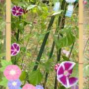 ヒメ日記 2025/08/15 06:44 投稿 蒼樹☆マダム☆ 岡山人妻デリヘルLipKiss