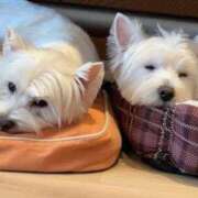 ヒメ日記 2025/03/12 11:57 投稿 てまり 日本橋・谷九サンキュー