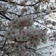 ヒメ日記 2026/03/31 22:47 投稿 みなみ 日本橋・谷九サンキュー