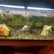 ヒメ日記 2025/07/19 17:47 投稿 のりか 日本橋・谷九サンキュー