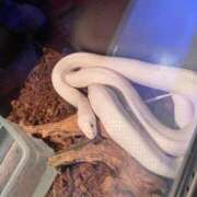 ヒメ日記 2026/01/06 17:37 投稿 のりか 日本橋・谷九サンキュー