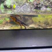 ヒメ日記 2026/03/07 15:00 投稿 のりか 日本橋・谷九サンキュー