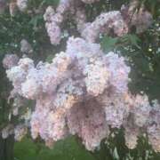 ヒメ日記 2025/05/23 20:10 投稿 みくに 黒い金魚（札幌）