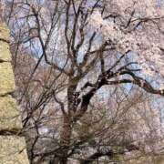 えり 次回出勤の予定 熟女デリヘル倶楽部