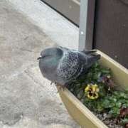 ヒメ日記 2026/02/25 02:27 投稿 れむ スピードエコ難波店