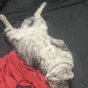 ヒメ日記 2026/03/28 02:58 投稿 れむ スピードエコ難波店