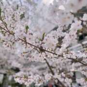 ヒメ日記 2025/04/26 21:49 投稿 みな スピードエコ日本橋店