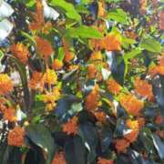 ヒメ日記 2025/11/08 14:02 投稿 りん ダック京都