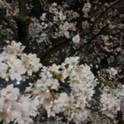 ヒメ日記 2026/04/04 13:50 投稿 りん ダック京都