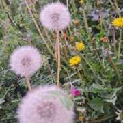 ヒメ日記 2026/04/07 15:39 投稿 りん ダック京都