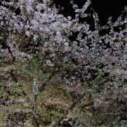 ヒメ日記 2026/04/08 16:49 投稿 りん ダック京都