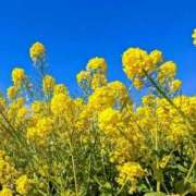 まい 出勤！ 那須塩原人妻花壇