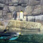 ヒメ日記 2025/04/24 07:15 投稿 れんか 東京アロマスタイル