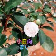 ヒメ日記 2025/02/02 16:51 投稿 小日向まい 性感回春アロマSPA金沢店