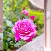 ヒメ日記 2025/05/09 10:33 投稿 小日向まい 性感回春アロマSPA金沢店