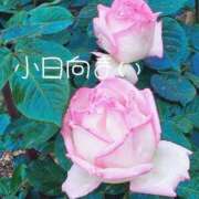 ヒメ日記 2025/05/14 10:18 投稿 小日向まい 性感回春アロマSPA金沢店