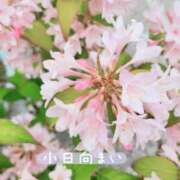 ヒメ日記 2025/05/23 08:03 投稿 小日向まい 性感回春アロマSPA金沢店