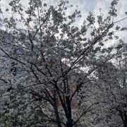 ヒメ日記 2025/04/07 23:20 投稿 みゆき ふぞろいの人妻たち