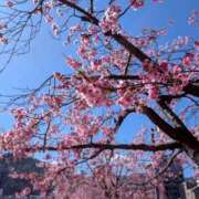 ヒメ日記 2026/03/21 09:30 投稿 みゆき ふぞろいの人妻たち