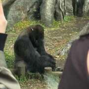 ヒメ日記 2025/11/09 15:37 投稿 美国アリス 全裸革命orおもいっきり痴漢電車