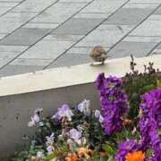 ヒメ日記 2025/03/02 12:49 投稿 高樹 十恋人～トレンド～