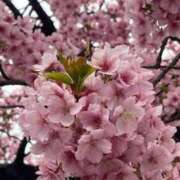 ヒメ日記 2025/03/16 13:42 投稿 高樹 十恋人～トレンド～